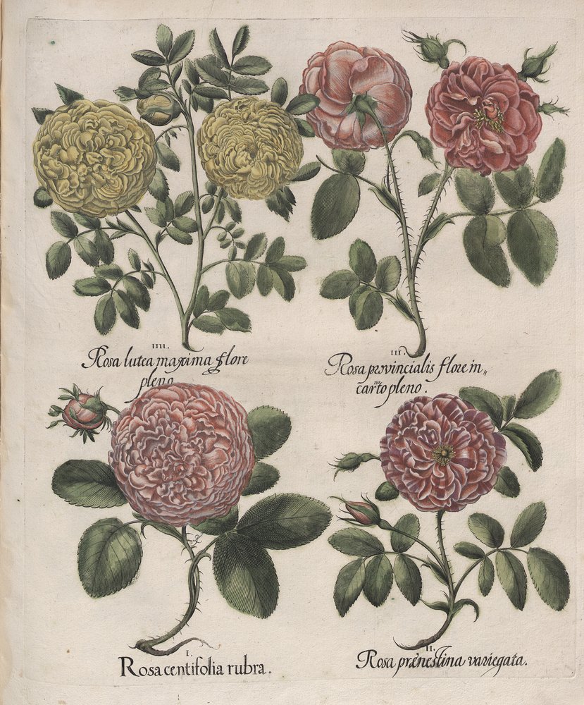 Rosa praenestina variegata plena/Hortus Eystettensis
(1613)
