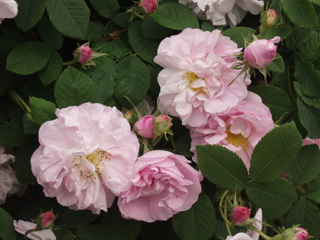 image-11.jpg