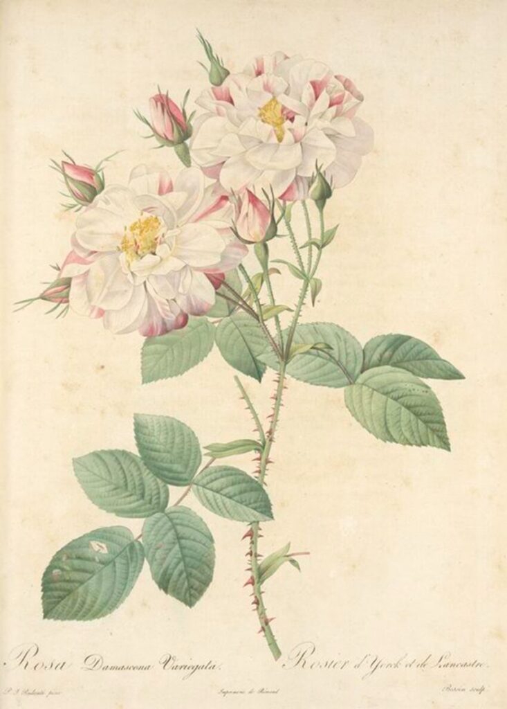 ‘Rosa Damascena Variegata; Rosier d'Yorck et de Lancastre (syn)’ illustrate/ Pierre Joseph Redouté [Public Domain via The New York Public Library]