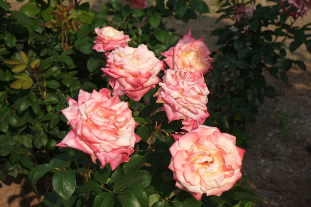 Diana, Princess of Wales, Light Pink Hybrid Tea, 1998 by Dr. Keith W. Zary