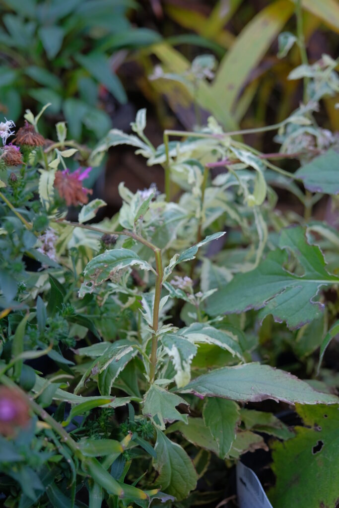 ユーパトリウム ‘ピンク フロスト’
Eupatorium × arakianum 'Pink Frost'