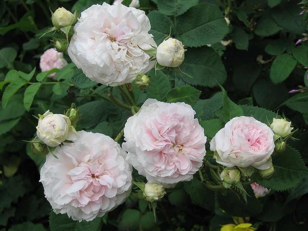 Felicite Parmentier