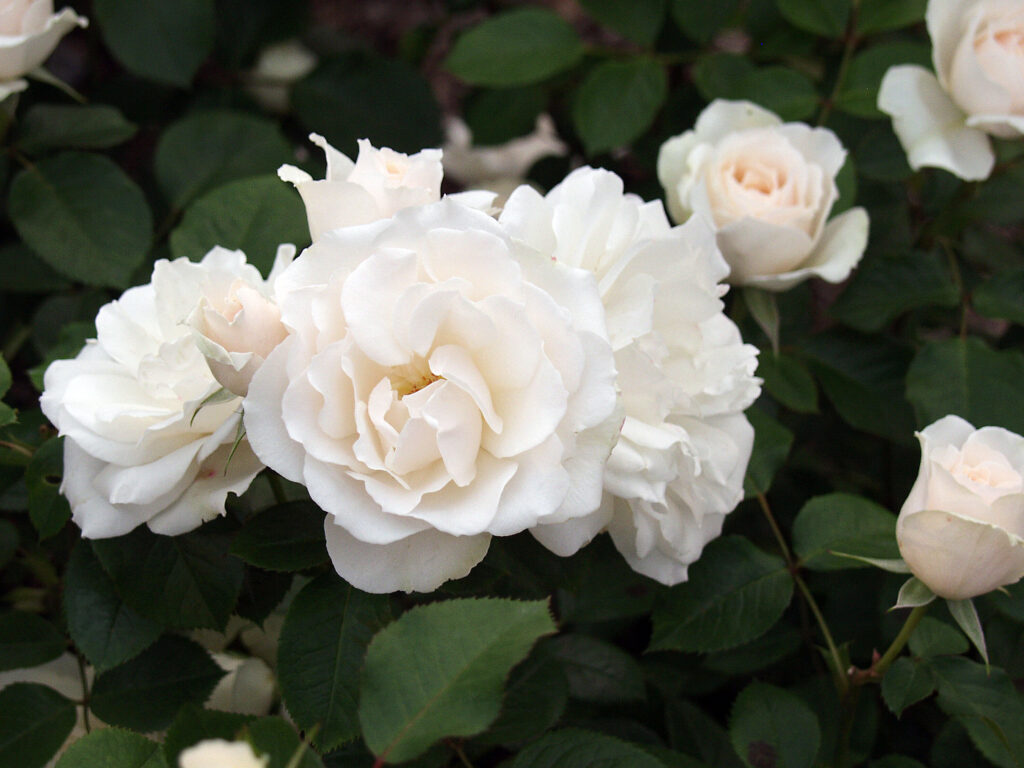 'Princess of Wales' Floribunda,1997 by Harkness