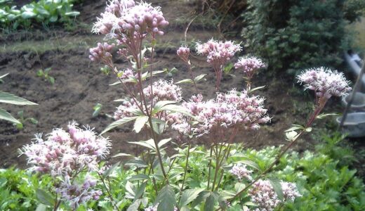 ’Eupatorium japonicum' Photo/Koba-chan [CC BY SA2.5 via Wikimedia Commons]