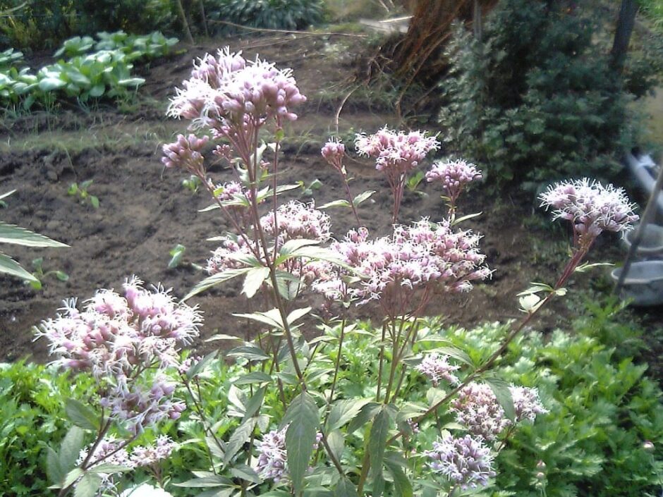 ’Eupatorium japonicum' Photo/Koba-chan [CC BY SA2.5 via Wikimedia Commons]