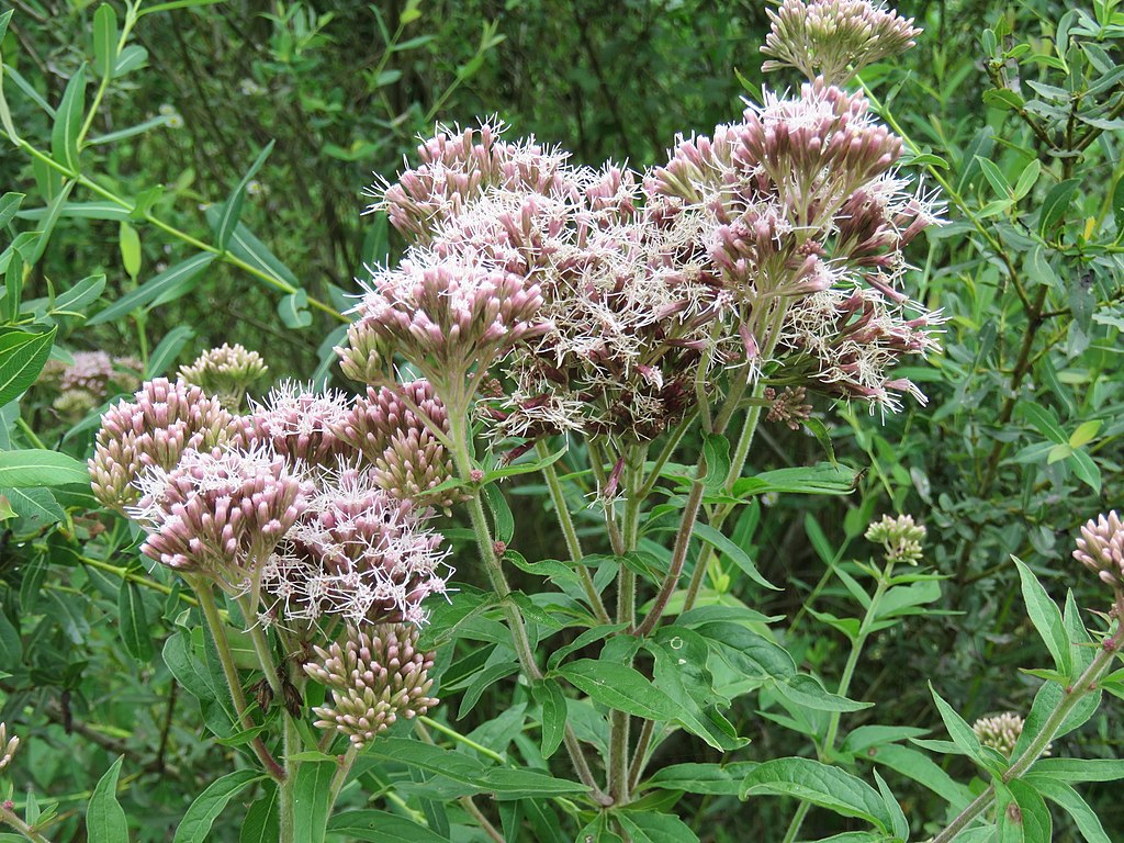 ユーパトリウム・カンナビナム（Eupatorium cannabinum）