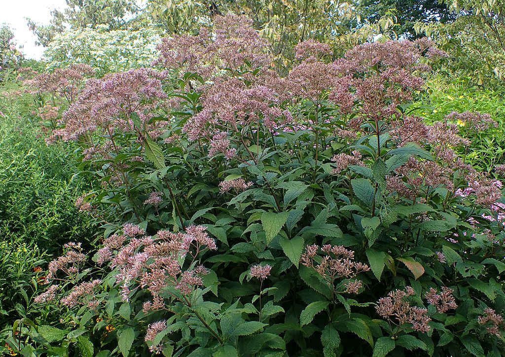 ユートロキウム・マクラツム
（Eutrochium maculatum）