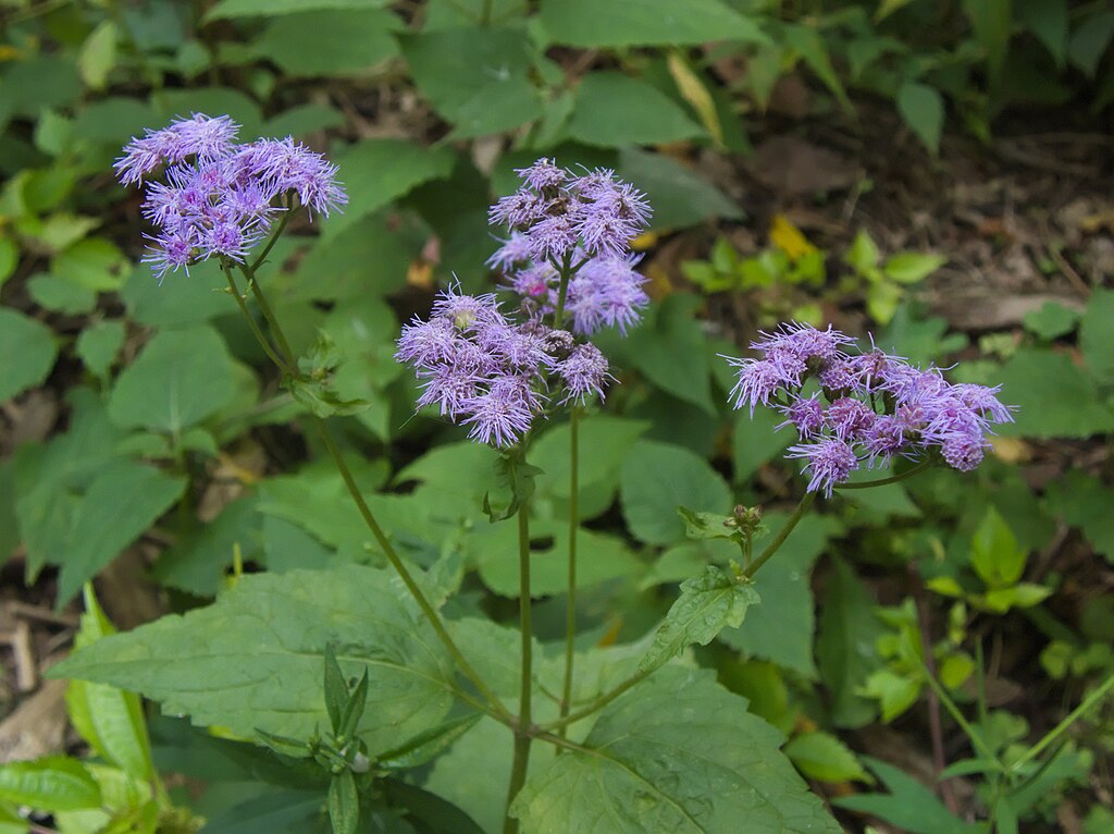 コノクリニウム・コエレスティヌム
Conoclinium coelestinum