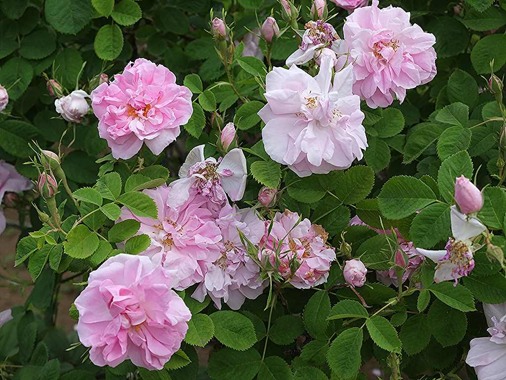 Autumn Damask