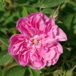 ウマル・ハイヤーム（Omar Khayyám）