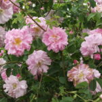 アメリア（Amelia）