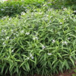 チョウジソウ（Amsonia elliptica）