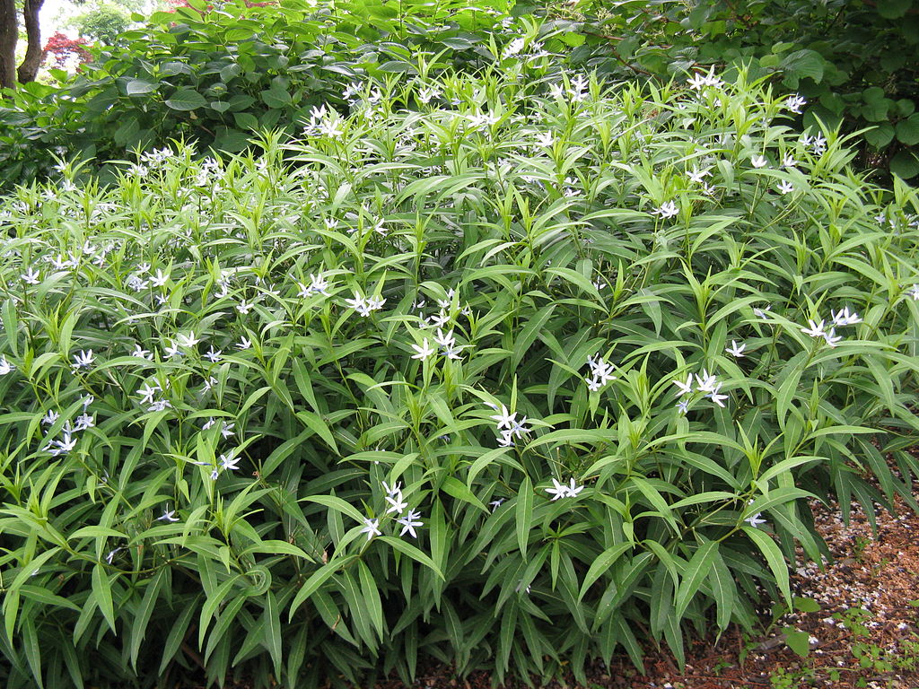 チョウジソウ（Amsonia elliptica）