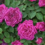 アルチュール・ド・サンサール（Arthur de Sansal）