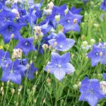 キキョウ（Platycoden ）