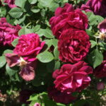 ロズ・デュ・ロワ（Rose du Roi）