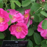 ダッチェス・オブ・ポートランド（Duchess of Portland）