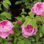 ジュランド・ダラゴン（Yolande d'Aragon）