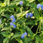 ツユクサ（Commelina communis）