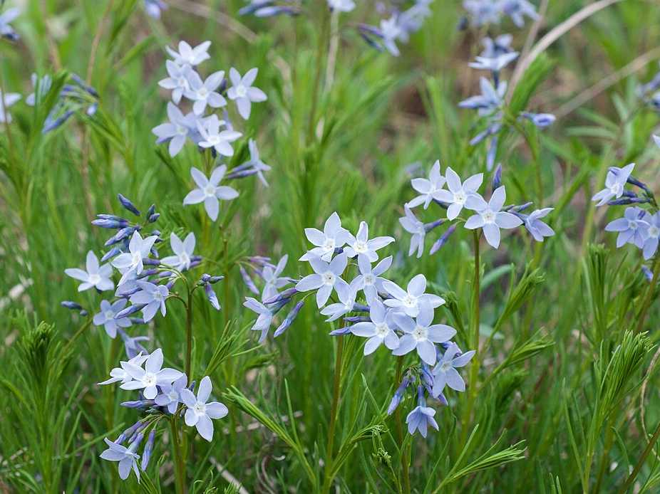 アムソニア・キリアタ（A. ciliata）