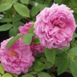 コント・ド・シャンボール（Comte de Chambord）