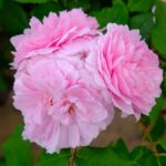 ジャック・カルティエ（Jacqeus Cartier）