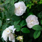 マリー・ド・サン・ジャン（Marie de St. Jean）