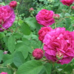 エマーブル・ルージュ（Aimable Rouge）