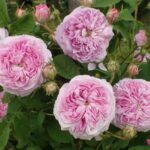 ベル・サン・フラットリ―（Belle sans flatterie）