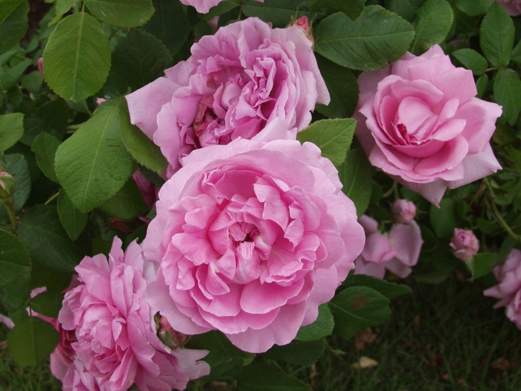 ComtedeChambord2.jpg