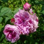 ヌーヴェル・ピヴォワーヌ（Nouvelle Pivoine）