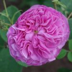 ヌーベル・ガニュ（Nouvelle gagne）