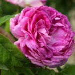 プルプル・シャルマン（Pourpre Charmant）