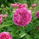 マント―・プルプル（Manteau Pourpre）