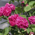 ロズ・ド・レシュ（Rose de Rescht）