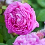 ソレイユ・ブリヨン（Solei lBrillant）