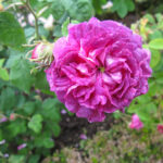 アグライア（Aglaia）