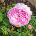 ベル・ガラテ（Belle Galatee）