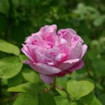 ペルル・フォン・ヴァイセンシュタイン（Perle von Weissenstain）