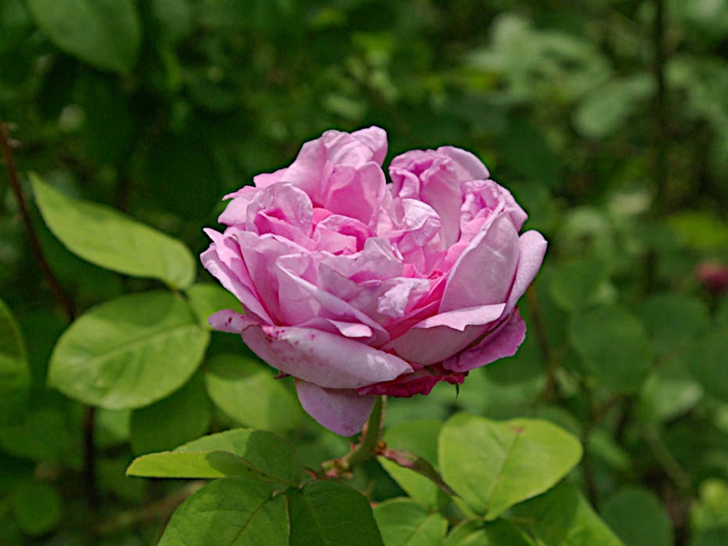 ペルル・フォン・ヴァイセンシュタイン（Perle von Weissenstain）