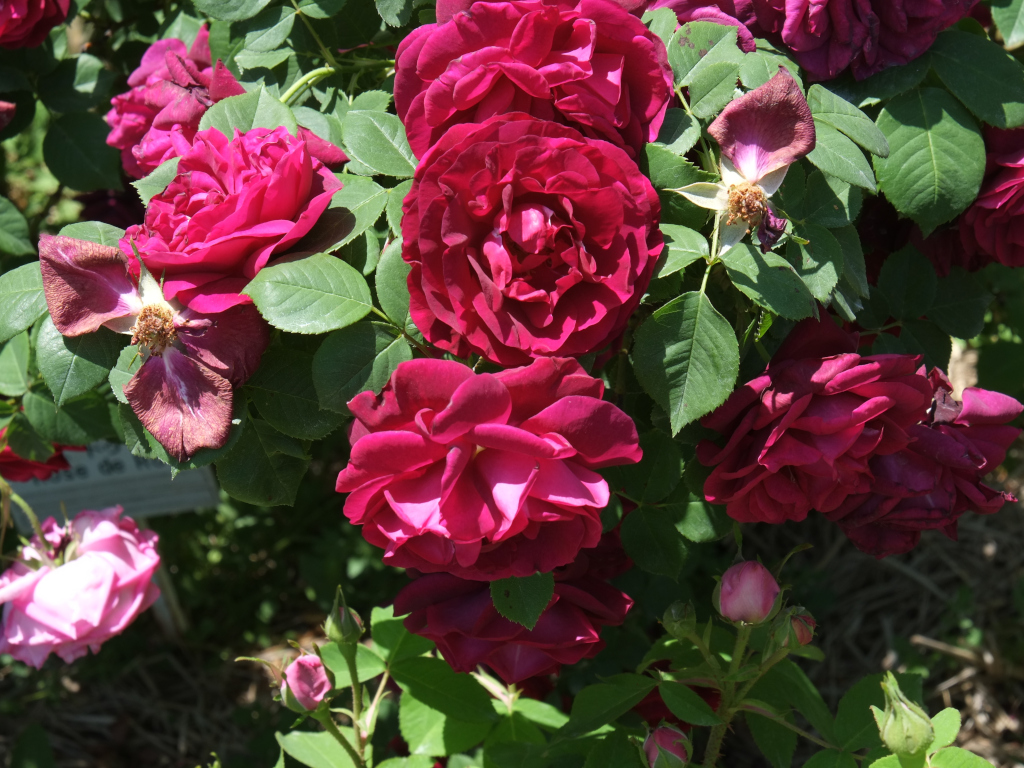 ロズ・デュ・ロワ(Rose du Roi)