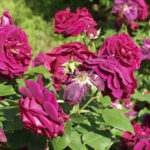 ロズ・デュ・ロワ・ア・フラー・プルプル（Rose du Roi à Fleurs Pourpres）