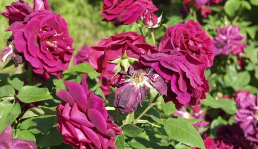 ロズ・デュ・ロワ・ア・フラー・プルプル（Rose du Roi à Fleurs Pourpres）