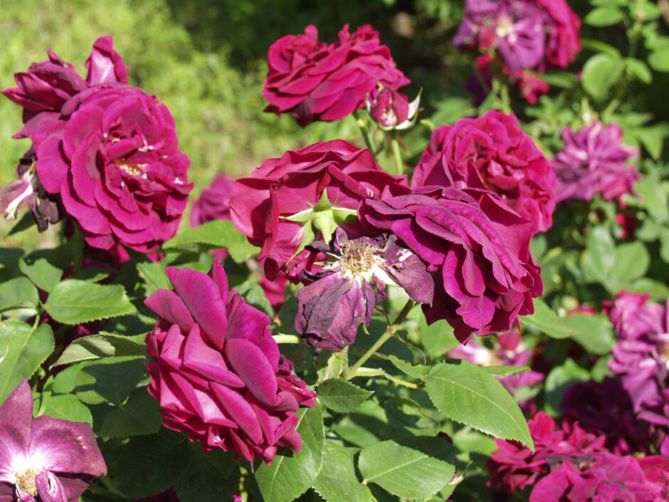 ロズ・デュ・ロワ・ア・フラー・プルプル（Rose du Roi à Fleurs Pourpres）