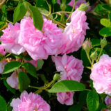 アガータ・インカルナータ（Agahta Incarnata）