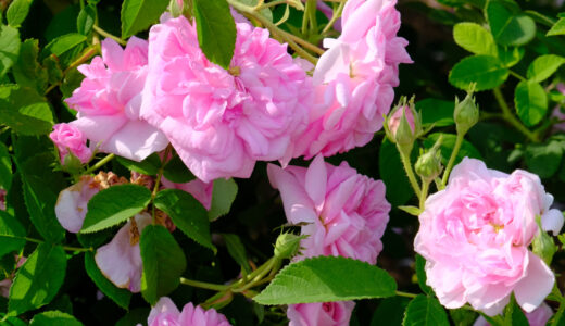 アガータ・インカルナータ（Agahta Incarnata）