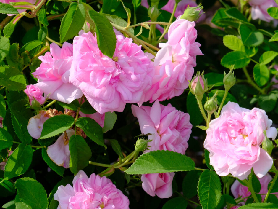 アガータ・インカルナータ（Agahta Incarnata）