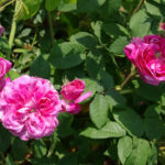 ベル・ビブリス（Belle Biblis）