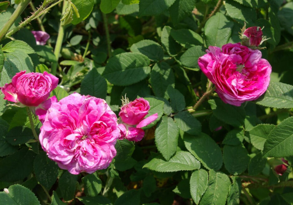 ベル・ビブリス（Belle Biblis）