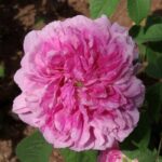 ベル・エレーヌ（Belle Elene）